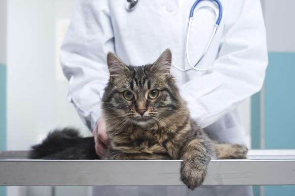 Cushing's syndrome in cats Symptoms and treatment