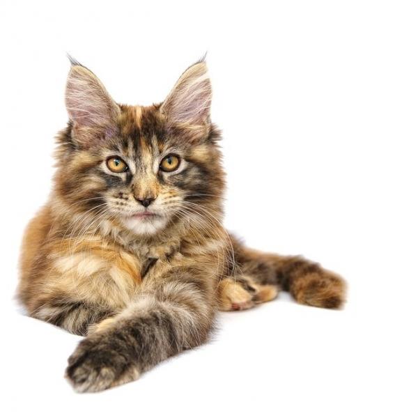 Diseases of the maine coon - Pets4Friends