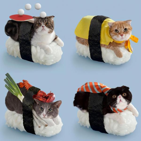 Homemade costumes for cats – All About Cats. Magazine for Domestic Cat ...