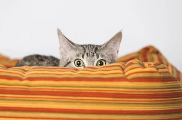 How to approach a scared or scared cat? – All About Cats. Magazine for ...