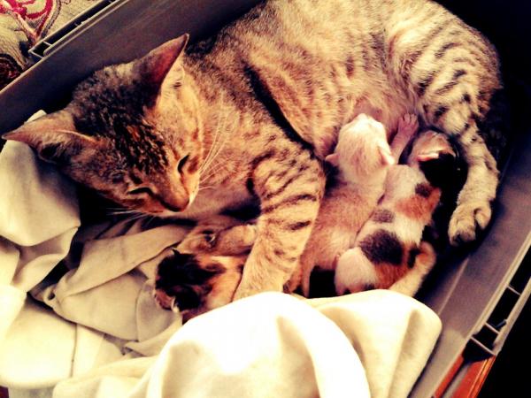 How to know if a cat is in labor?