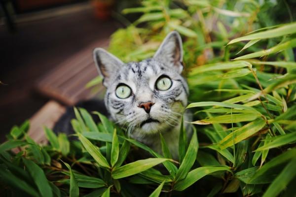 howtopreventmycatfromeatingtheplants 3AE34304