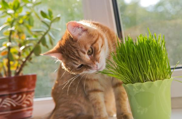 howtopreventmycatfromeatingtheplants 654BC561
