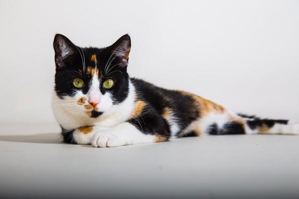 Natural remedies for gastroenteritis in cats | FavCats.com