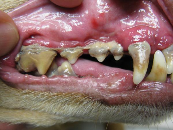 periodontaldiseaseincatstreatmentandprev 6170EDBF