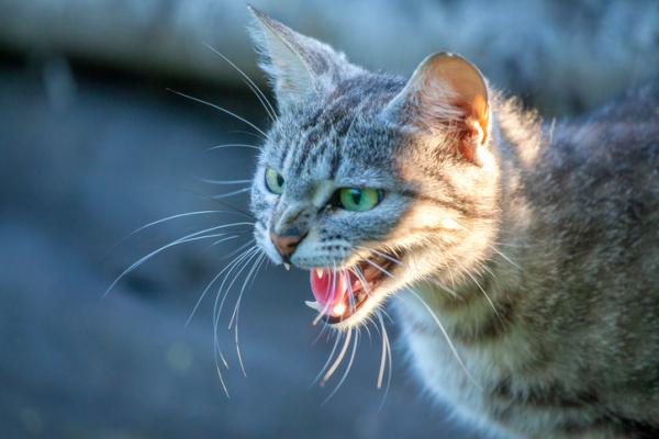 Rabies in cats Symptoms and contagion