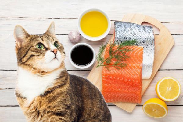 Salmon oil for cats Dosage and properties