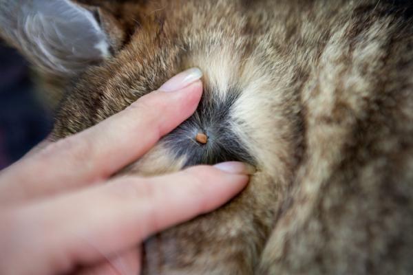 Ticks in cats Symptoms and how to remove them