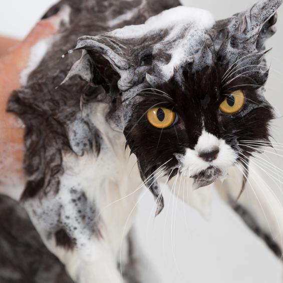 Tips for bathing a cat with fleas