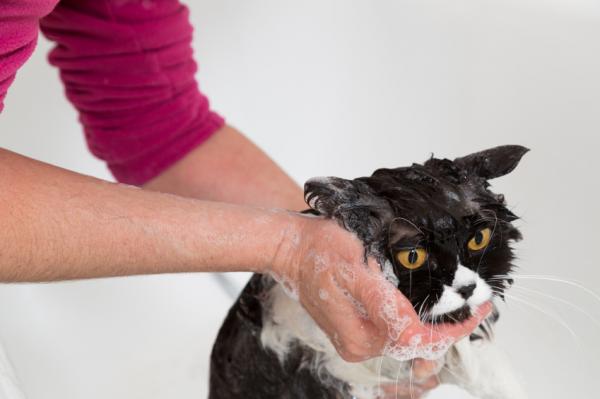 Tips for bathing a cat with fleas