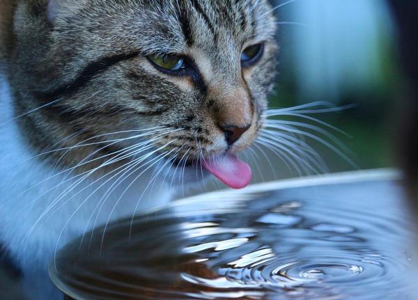 Why Do Cats Have A Rough Tongue 
