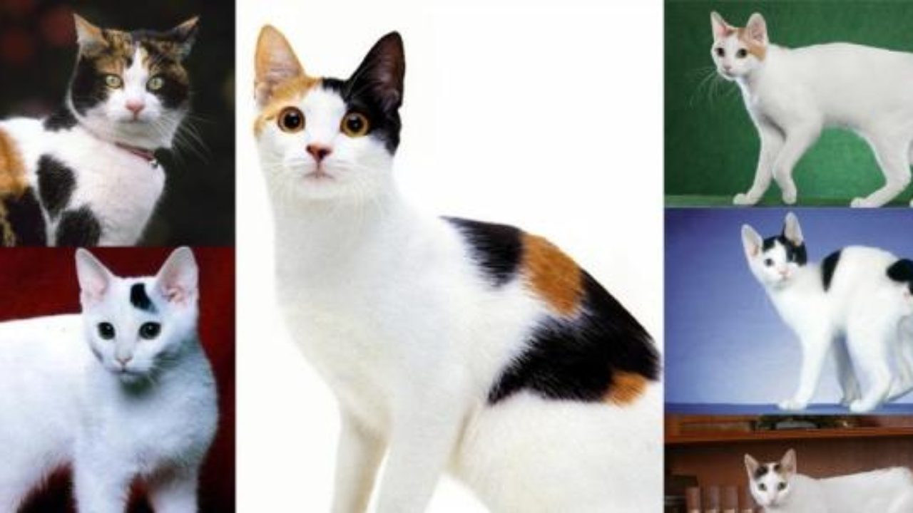 Japanese Bobtail Cat Breed Personality Behavior Facts And Characteristics Health Care Info Favcats Com