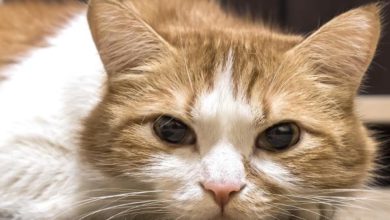 Rhinitis in cats - Causes, symptoms and treatment ...