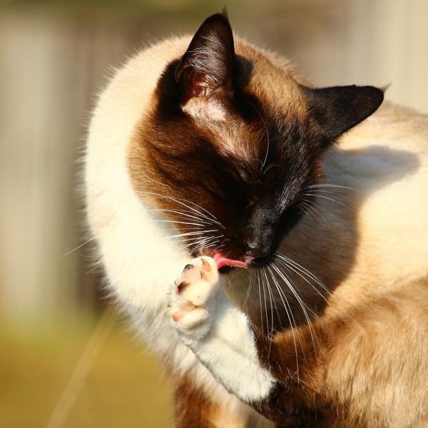 prevent-my-cat-from-tearing-its-hair-favcats