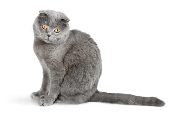 scottish-fold-highland-fold-cat-breed-information-characteristics