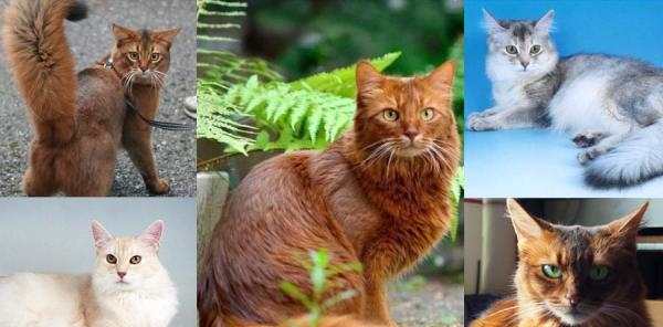 Somali Cat: Breed Personality, Behavior Facts and ...