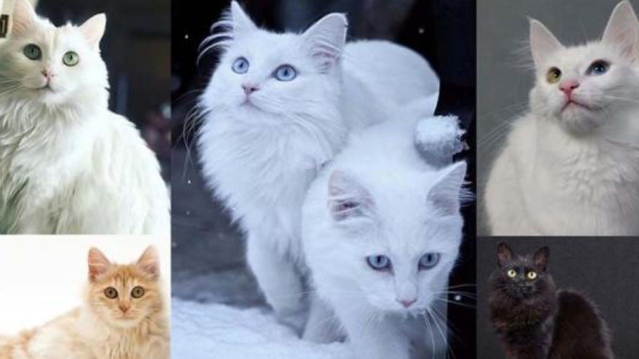45+ Turkish angora cat diet Funny Cats Life