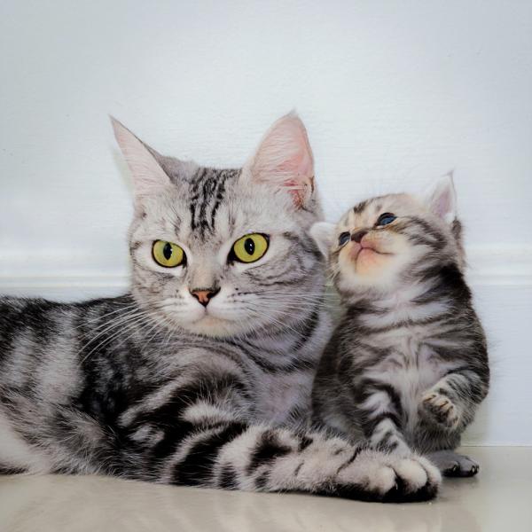 When Can Kittens Be Separated From Their Mother