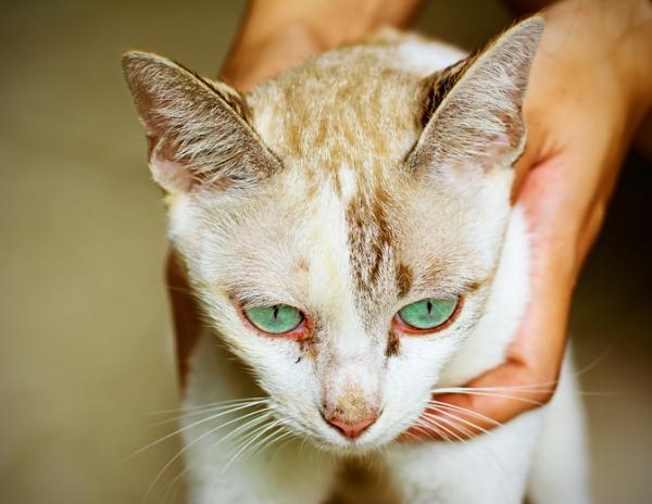 Why does my cat have red eyes? | FavCats.com