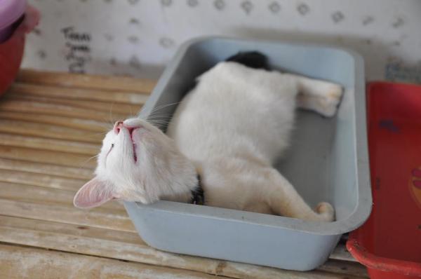 Why does my cat sleep in the sandbox?