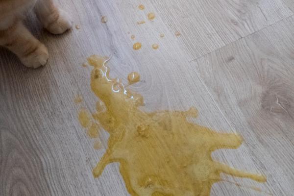 Why does my cat vomit yellow?